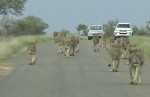 Львиный прайд оккупировал дорогу в африканском заповеднике (Видео)