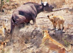 Масштабное противостояние львиц и буйволов произошло на глазах у туристов в африканском заповеднике