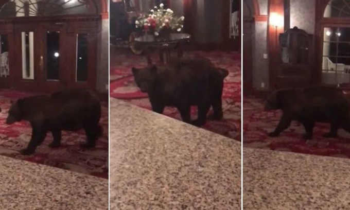Медведь совершил экскурсию и оценил убранство отеля в Колорадо (Видео)
