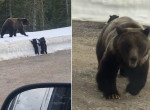 Медведица, спасая детёныша, устроила погоню за машиной с наглыми туристами
