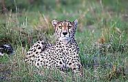 Плодовитая самка гепарда родила семерых детёнышей в заповеднике Масаи-Мара ▶ 7