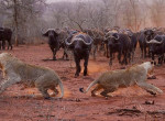 Шведский фотограф запечатлел погоню стада буйволов за двумя львами в ЮАР