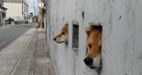 Три собаки, охраняющие владения хозяина из бойниц в заборе, стали новой достопримечательностью в Японии 1