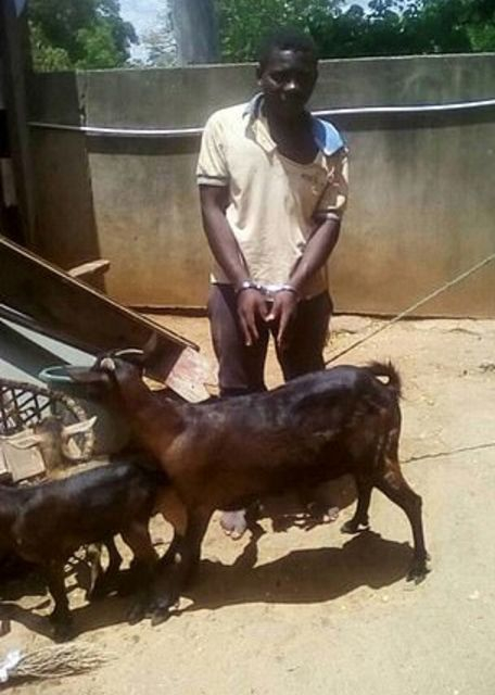 Африканский любитель домашних животных, добившийся взаимности от козы, арестован в Малави