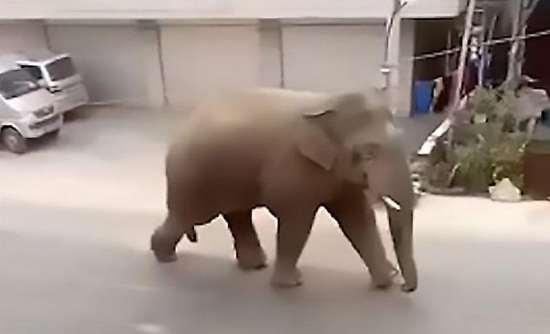 Дикий слон, в поисках подруги, вызвал хаос в китайском городе ▶