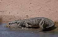 Крокодил сожрал заживо сородича на глазах у туриста 2