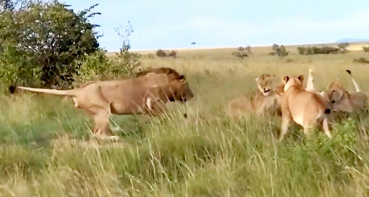 Лев спас львицу, отбив её у соплеменниц в Кении