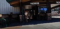 Олени выстроились в очередь в билетную кассу и попали на видео в Колорадо