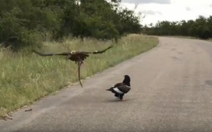 Орёл-змееяд обокрал орла-скомороха и утащил змею в африканском заповеднике (Видео)