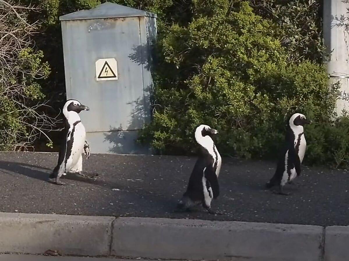 Пингвины во время карантина прогулялись по пустынным улицам Кейптауна
