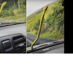 Появление змеи на лобовом стекле автомобиля, стало неожиданностью для двух австралийских путешественниц ▶