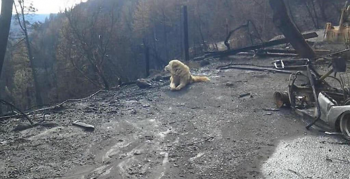Пёс, переживший лесной пожар, спустя месяц был обнаружен охраняющим сгоревший дом