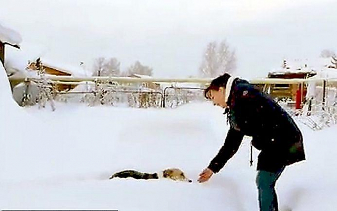 Сибирский Хатико, полгода ожидающий своего хозяина на остановке, обрёл новую семью
