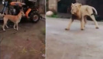 Смелый пёс поверг в бегство льва в индийской деревне (Видео)