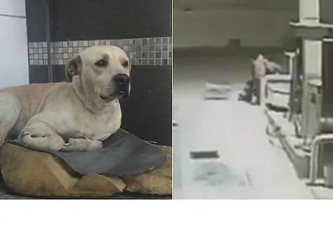 Собака отбила атаку грабителей на работника АЗС в Мексике ▶