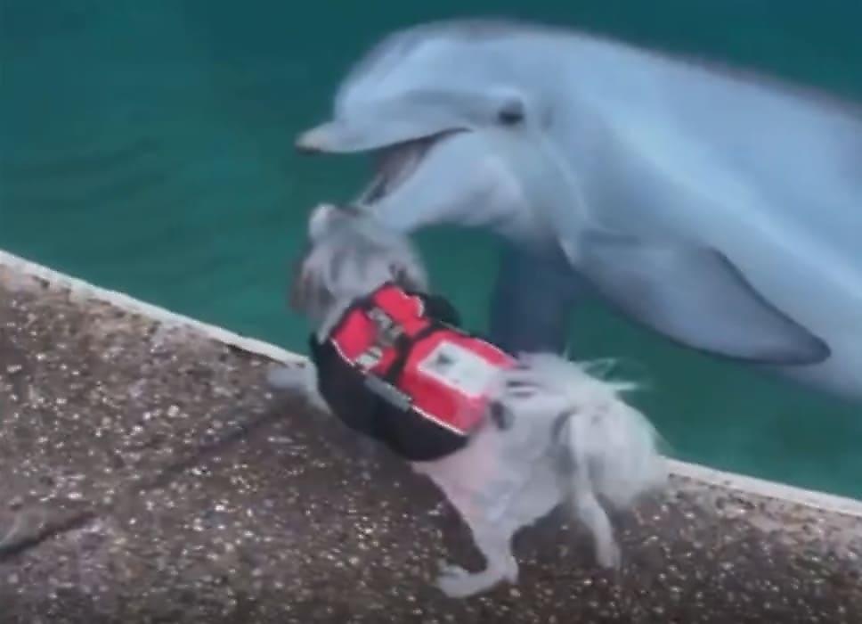 Забег пса, устроившего забаву с дельфинами, попал на видео в аквапарке