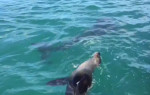 Акула, проплыв рядом с тюленем, не стала портить настроение туристам в ЮАР (Видео)