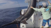 Американские рыбаки поймали рекордную - 340-килограммовую меч-рыбу ▶