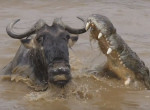 Антилопа чудом избежала участи стать добычей крокодила в Масаи-Мара ▶