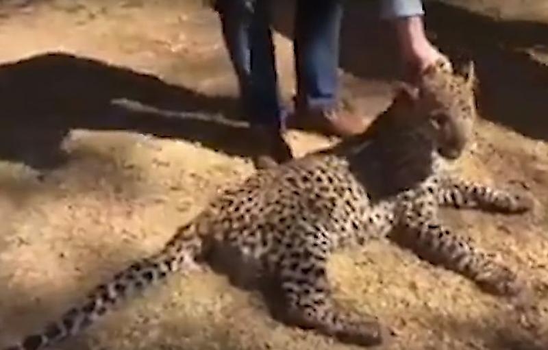 Беглый леопард нашёл приют в прачечной африканского жилища ▶
