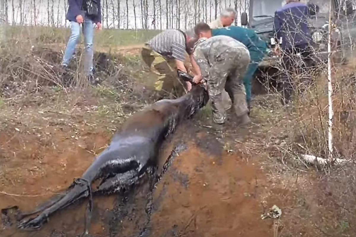 Детёныша лося спасли из мазутной ямы в Тверской области