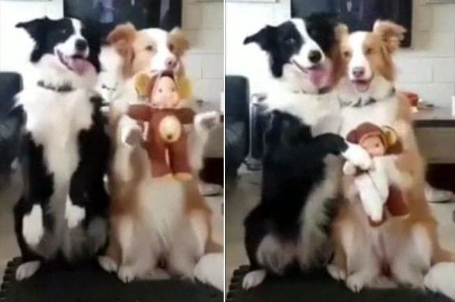 Две собаки запечатлелись для семейного фотоальбома (Видео)