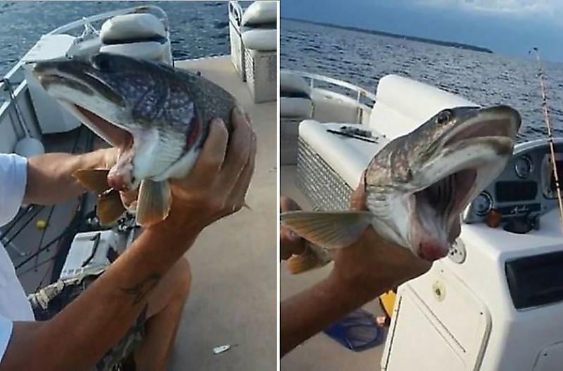 Двухротую рыбу поймала американская рыбачка