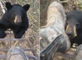 Любопытный медведь, поднявшись по лестнице, проверил на прочность нервы канадской экстремалки (Видео)