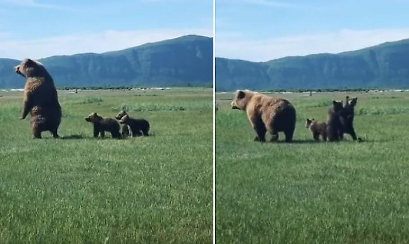Медвежата забавно повторили движения своей матери в американском заповеднике ▶