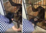 Наглые приматы лишили телефона и оттаскали за волосы посетительницу зоопарка в Ялте
