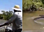 Рыбак за хвост поймал гигантскую анаконду в бразильской реке