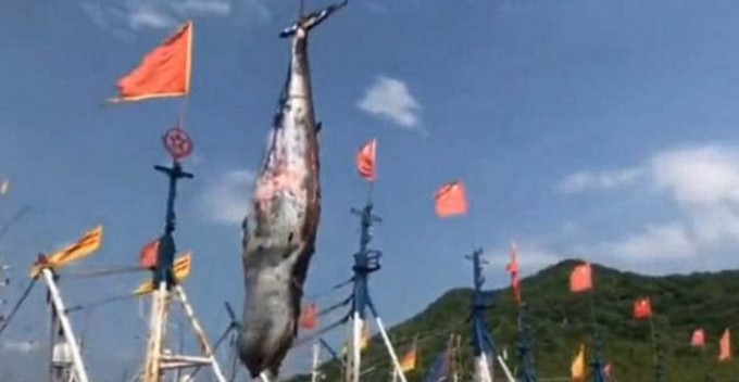 Рыбаки случайно поймали 2-тонного детёныша кита в Китае (Видео)