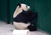 Самка панды спустя четыре года была признана самцом в китайском зоопарке 2