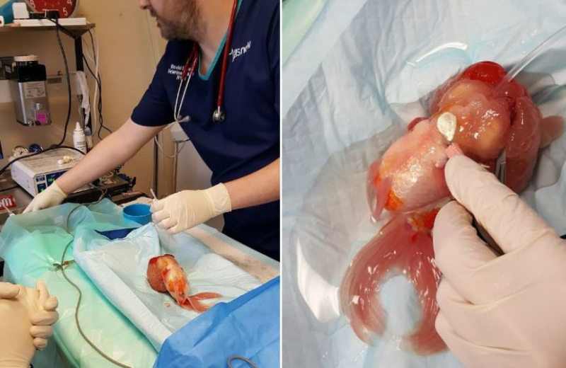 Ветеринар провёл успешную операцию по удалению опухоли у золотой рыбки ▶