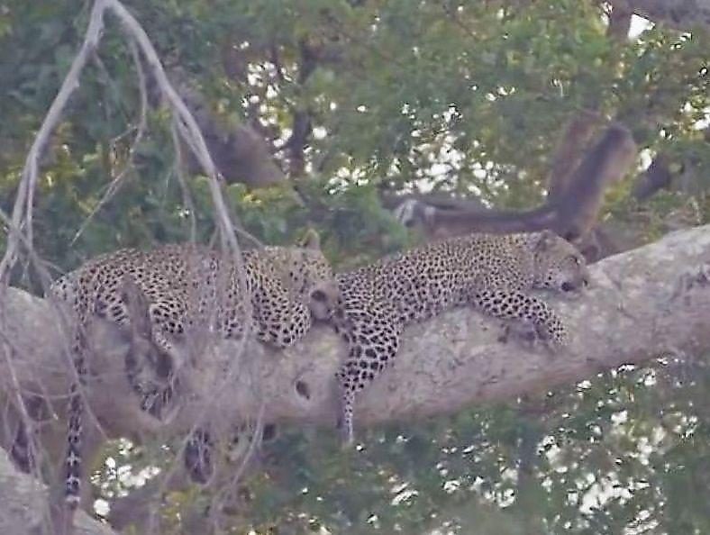 Ленивый самец леопарда отказался исполнять «супружеские обязанности» в африканском парке ▶