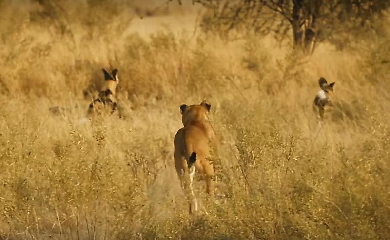 Львица, защищая своих детёнышей, разогнала стаю диких собак в ЮАР ▶