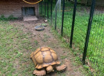 Массивная черепаха, совершив побег, вернулась домой спустя 74 дня 2