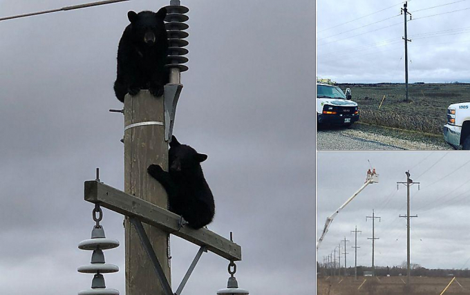 Медвежата нашли самое «безопасное» место и уснули на ЛЭП в Канаде