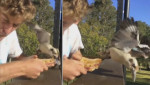 Неудачная охота кукабары на завтрак туриста, попала на видеокамеру в Австралии