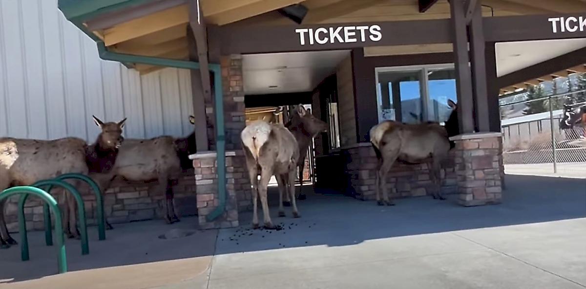 Олени выстроились в очередь в билетную кассу и попали на видео в Колорадо