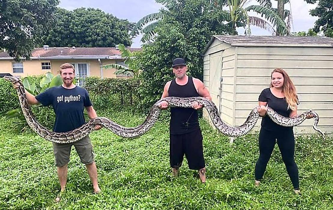 Питона рекордных размеров поймали во Флориде - видео
