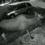 Сохатый гость разбудил американское семейство поздним визитом (Видео)
