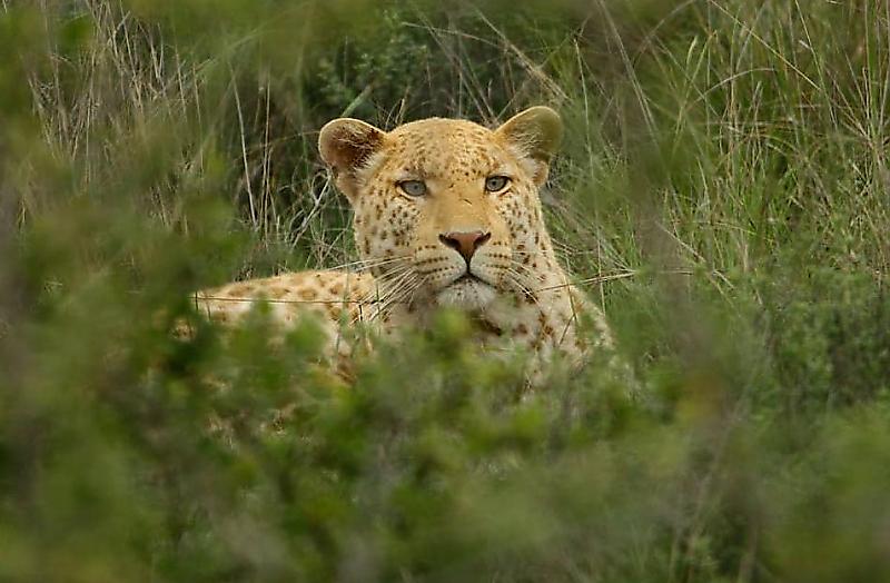 Туша жирафа привлекла внимание редкого «клубничного» леопарда в ЮАР