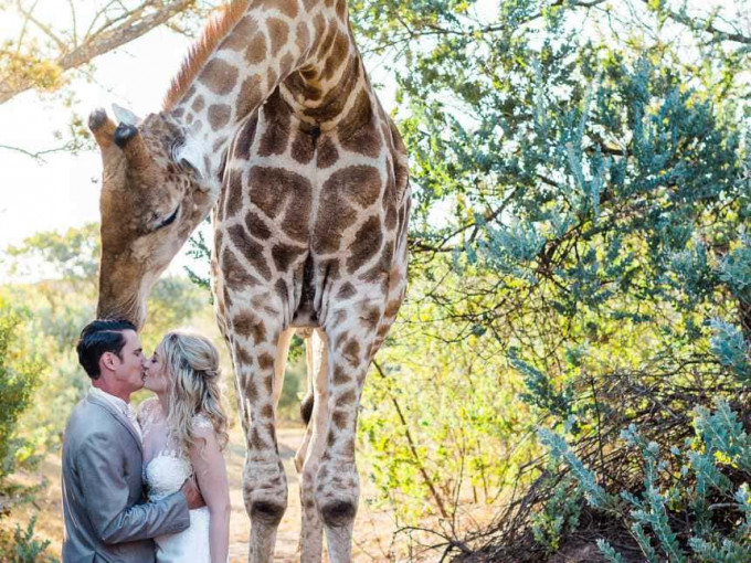 Жираф вмешался в фотосессию молодожёнов в ЮАР