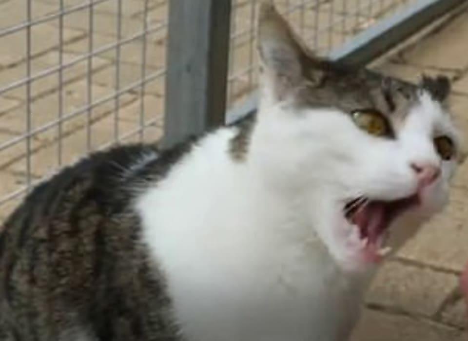 Злющий кот четырежды был возвращён в австралийский приют для животных