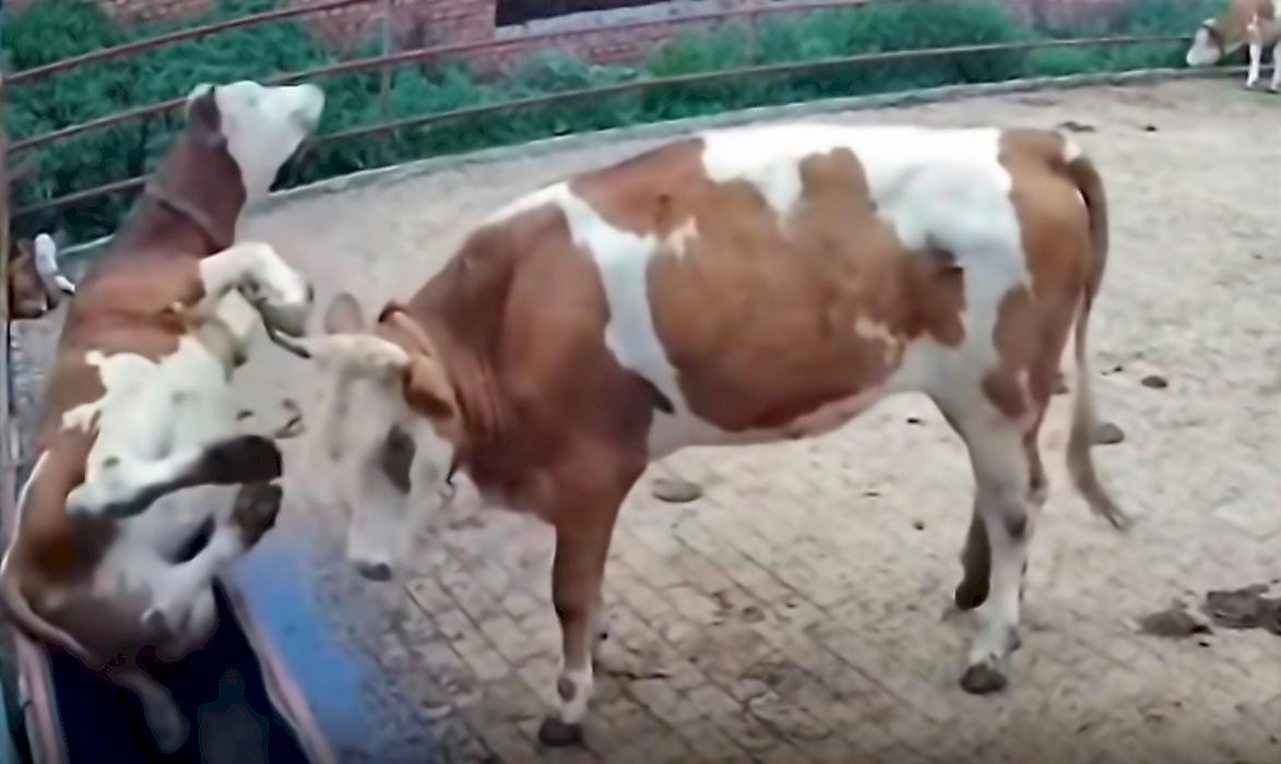 Коровья разборка за поилку позабавила интернет