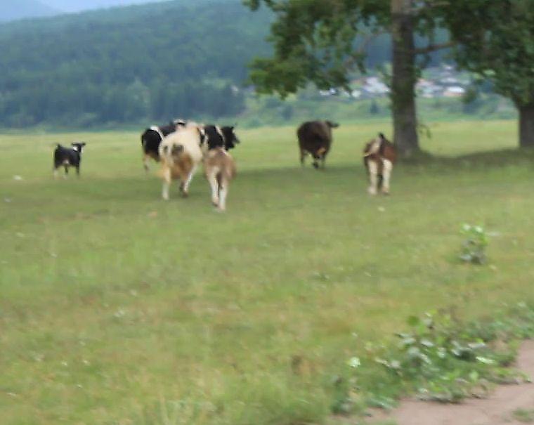Коровы устроили погоню за пони на поле под Иркутском ▶