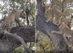 Львы, забравшись на дерево, не смогли добраться до леопарда с добычей - видео