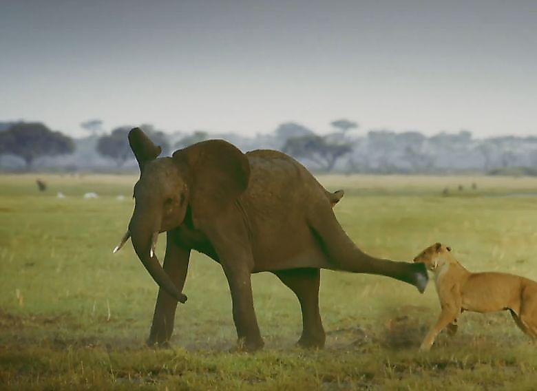 Молодой слон заступился за сородичей и разогнал львиный прайд в Африке ▶