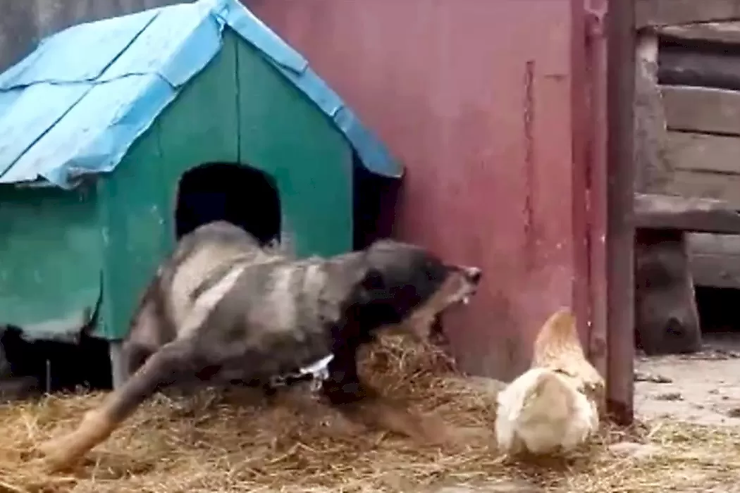 Настырная курица выгнала бедного пса из будки: видео